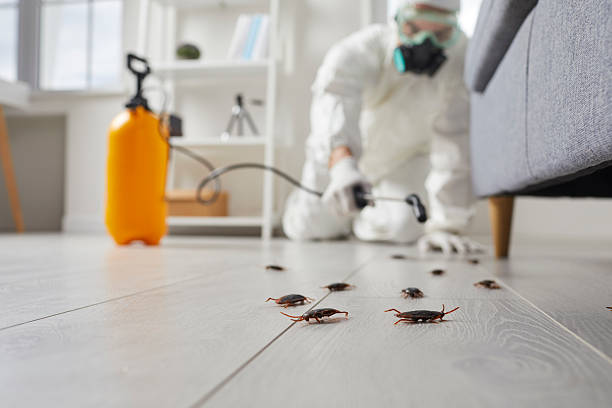 Commercial Kitchen Cockroach Control in Brillion